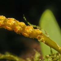 Oberonia forcipata Lindl.
